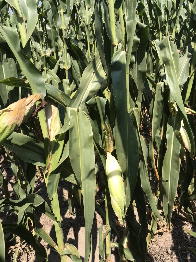 micksterbrau's tweet photo. Ears hanging down, heat has been too much. 1/3-1/2 starch line has accumulated 85-95% of maximum yield but a black layer is showing meaning we left some yield on the table - even where it was watered properly. These plants are also indicating we might have root development issues https://t.co/AQpMkTLwUf