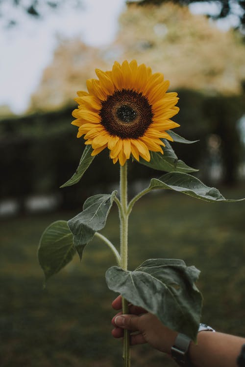 Jeongin - Sunflower"I'll look only at you"