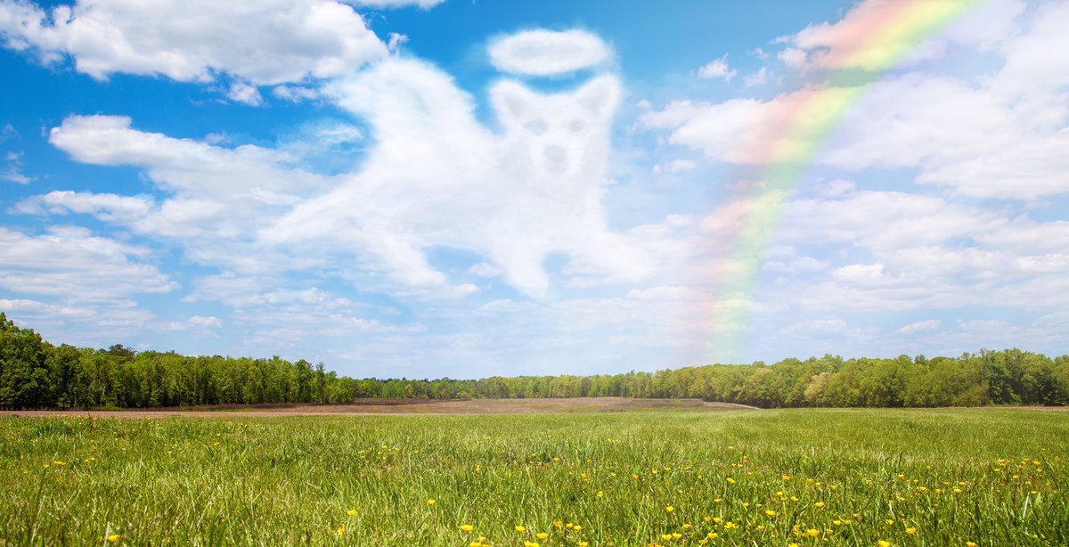 PuppyUpHouston's tweet photo. Remembering all of our beloved furbabies who have crossed over the rainbow bridge. You are forever in our hearts. We miss you terribly. We made a rainbow bridge video, so please click on the link: https://t.co/uStvnkhYtb

#puppyup #companionsagainstcancer #rainbowbridge https://t.co/21RVkzq07z