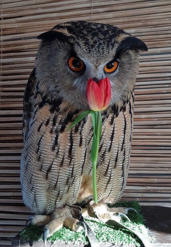 Hello all😊, in case you're having a bad day, please have #Owls🦉with Flowers💐🌺🌹🌷🌸🌼🌻 to make you smile!😁❤️Stay #positive!🌟💚
😇🥰😘🤗😃🙏👍💪👊
•
➡️Photo Credits📸: Original owner!
➡️Follow @OwlsCentral✅
➡️Tag an Owl lover!🦉❤️
•
#owl #owls #cuteowls #dailyowls