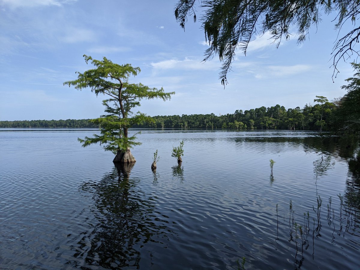 lakeobservation's tweet photo. Happy to be at Jones Lake, in Jones Lake State Park in Bladen County, NC https://t.co/JwGSVasryv