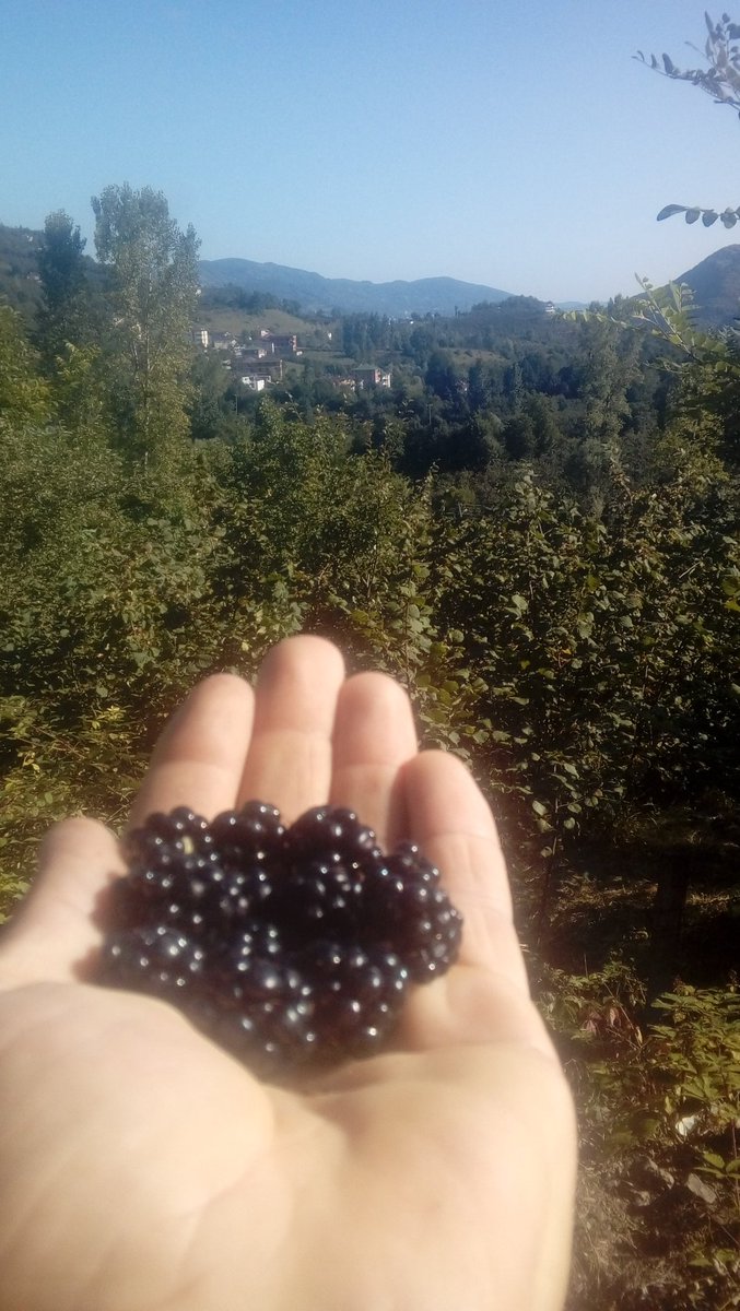 PelitozuC's tweet photo. Karadenizin saklı cenneti
Ordu
Aybastı 
Pelitözü köyü..... https://t.co/R2UVQIFoL9