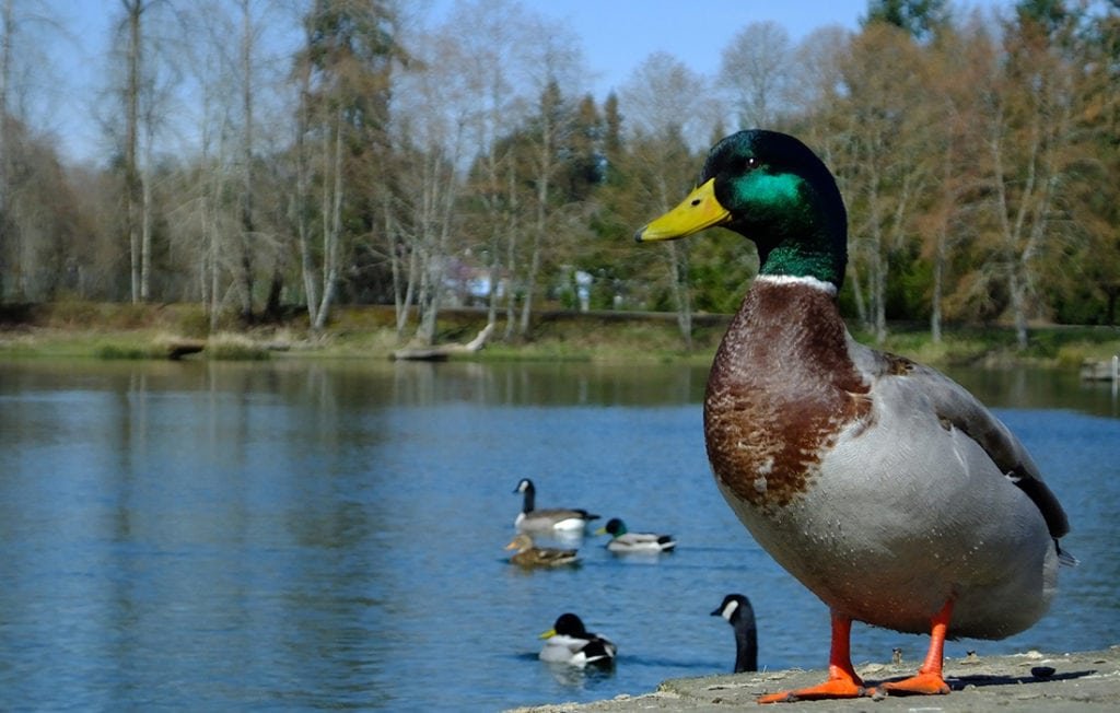 There is so much tension going on line these days...To counter that, I am going to post 10 pictures of ducks that make me smile.