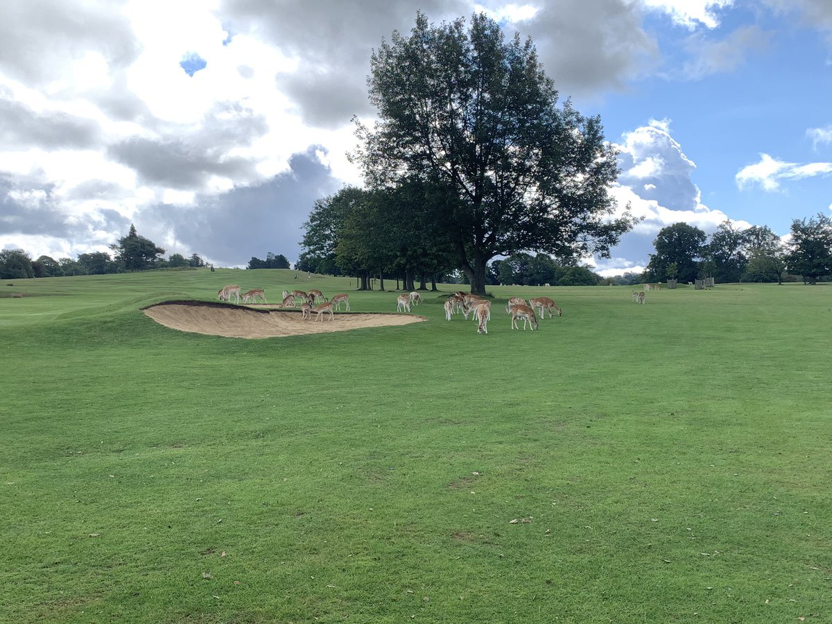 Great day out <a href="/KnoleParkGC/">Knole Park Golf Club</a> , thanks to <a href="/MintGreensGolf/">Mint Greens</a> - great service.