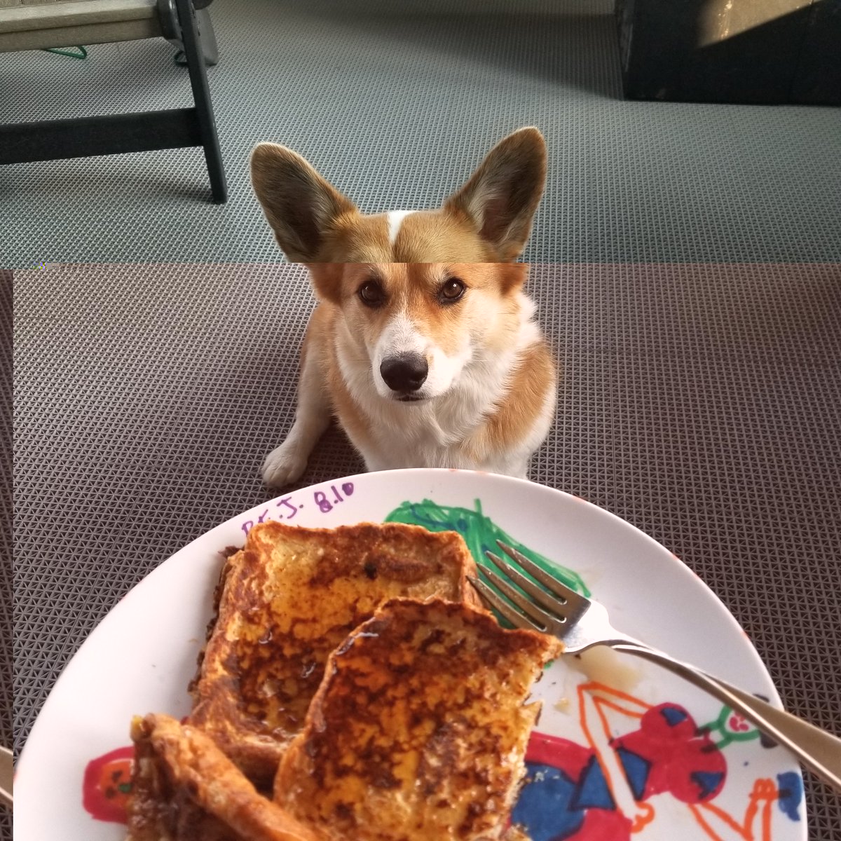 Tank_the_Corgi tweet media