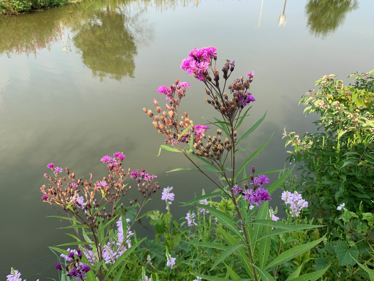 H2Ohio's tweet image. Fantastic Flora! Wetlands are home to some beautiful wildflowers. This is the Tall Ironweed. What’s your favorite?