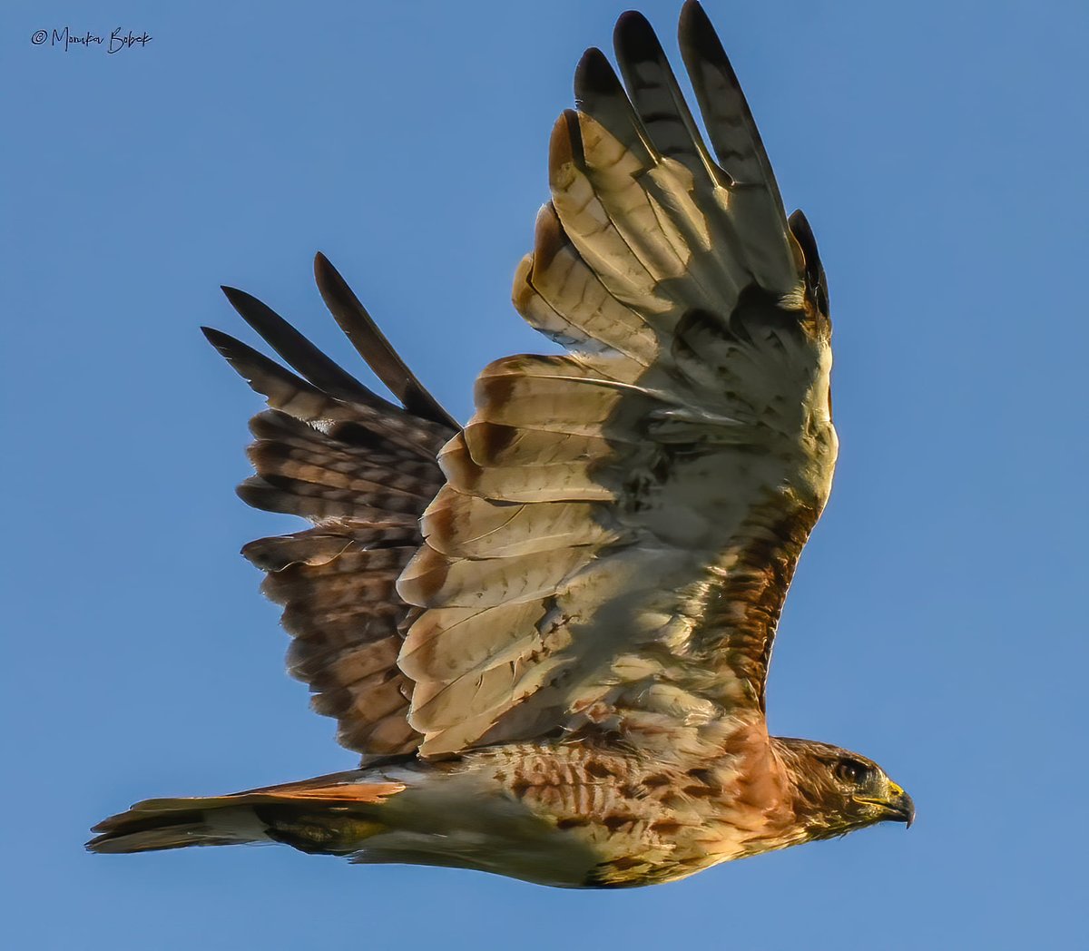 todaysbird's tweet photo. Red-tailed hawk.
(Photo courtesy of Monika Bobek)
#wildlifephotography #nature #bloodpressurebreak https://t.co/gvGJ34kOO4