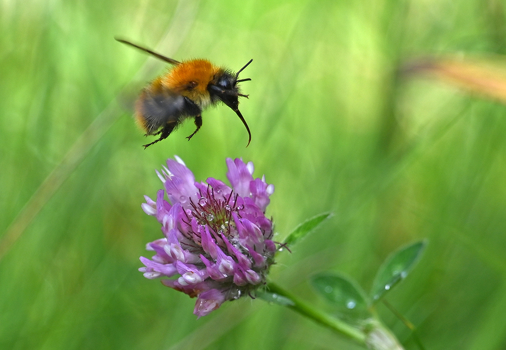andyjonesfoto1's tweet photo. Carder Bumble Bee on Pink Clover, Hope Valley, Derbyshire - 26th Aug 2020. @Natures_Voice @BumblebeeTrust @PeakDistrictNT @peakdistrict #carderbumblebee #bumblebee #Bee #pinkclover #Flowers #raindrops #PeakDistrict #Local https://t.co/SksMLDM0yc