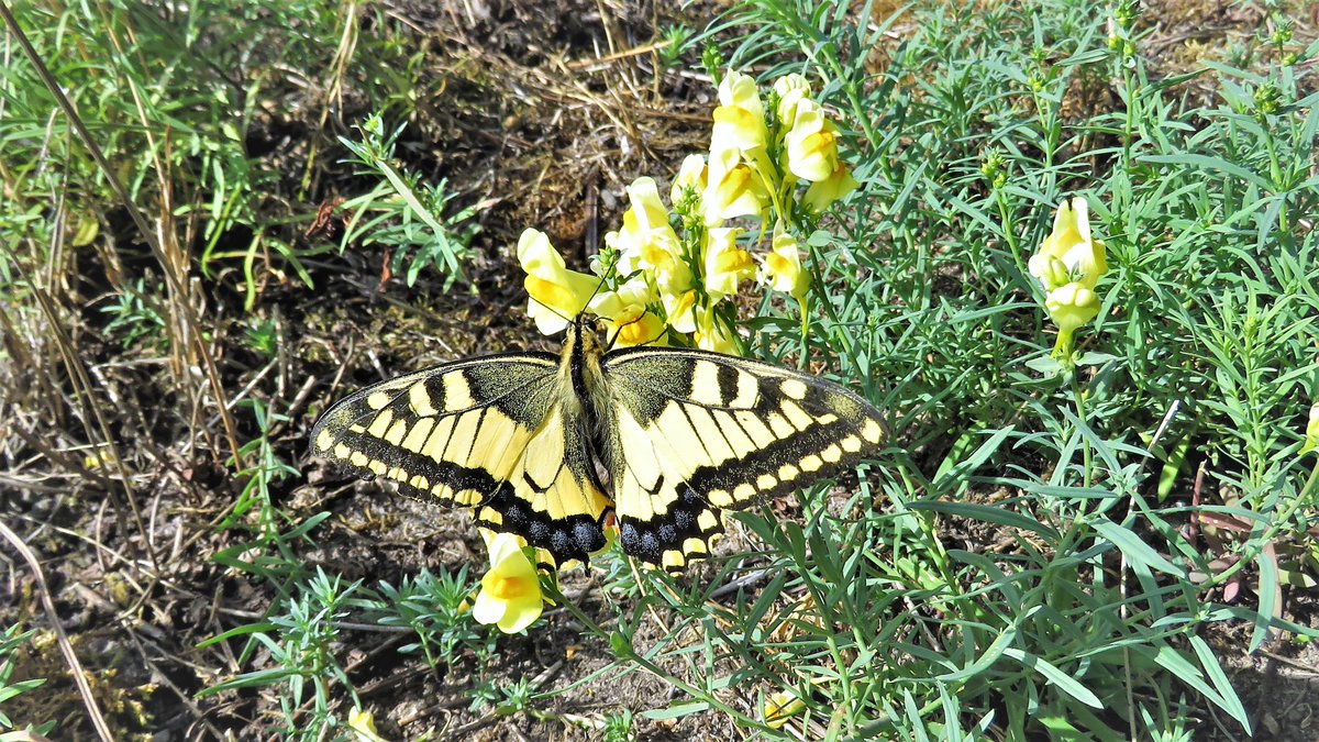 inja5248's tweet photo. de klapperrrrrrrrrrrr van de dag deed even mijn pijn vergeten...maar oei oei die woei 
🦋 #koninginnepage in 't #Sweeltje @Limb_Landschap 
@vlinderNL https://t.co/zqmNUStQJK