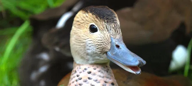 So try to make a difference...Make more positive ripples...Be kind to yourself...And turn the page of those who need forgiveness, either granting or or moving on.And if you do not agree with this thread, at least you looked at some nice pictures of ducks.Your pal, Sully