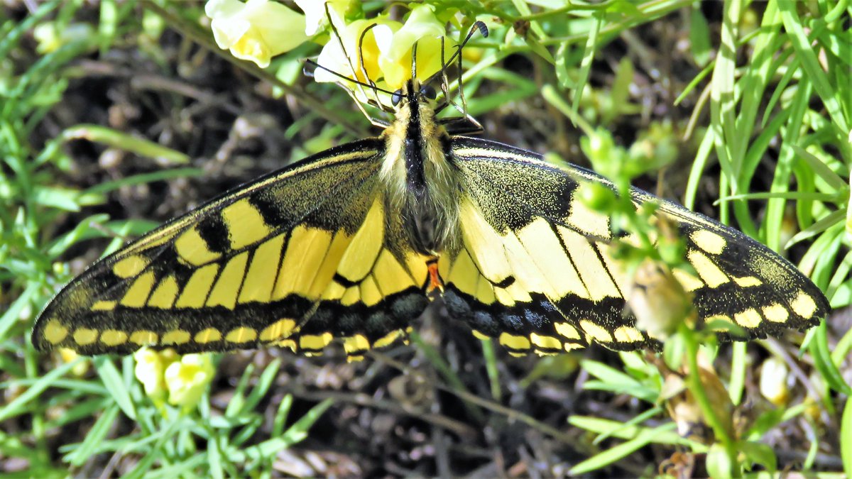 inja5248's tweet photo. #koninginnepage 🦋 in 't #Sweeltje @Limb_Landschap 
heb vijf prachtexemplaren geteld
ze bleven laag bij de grond om maar niet weggeblazen te worden door de woei 🌬️
mooi hé! 😍
@vlinderNL https://t.co/yV9RHGpj5V