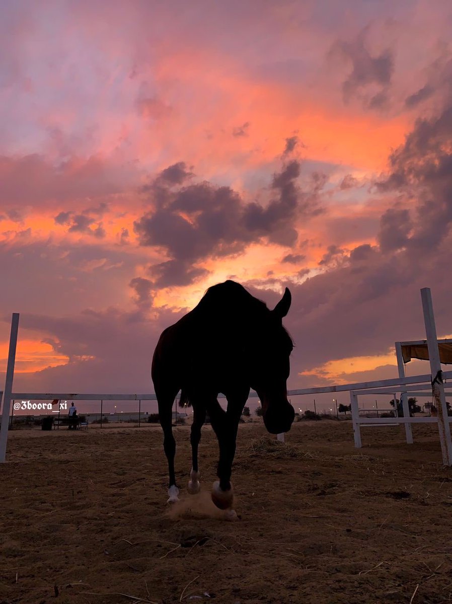 _Horselife's tweet photo. 🖤 https://t.co/umXNzN2ETM