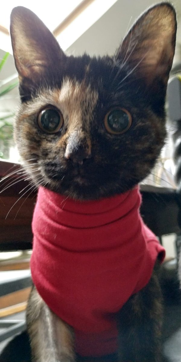 ustuntman's tweet photo. My kitten's had an operation and has to wear a vest thing to stop her licking the wound and now looks like Mary Quant https://t.co/5mQvvjQg5D