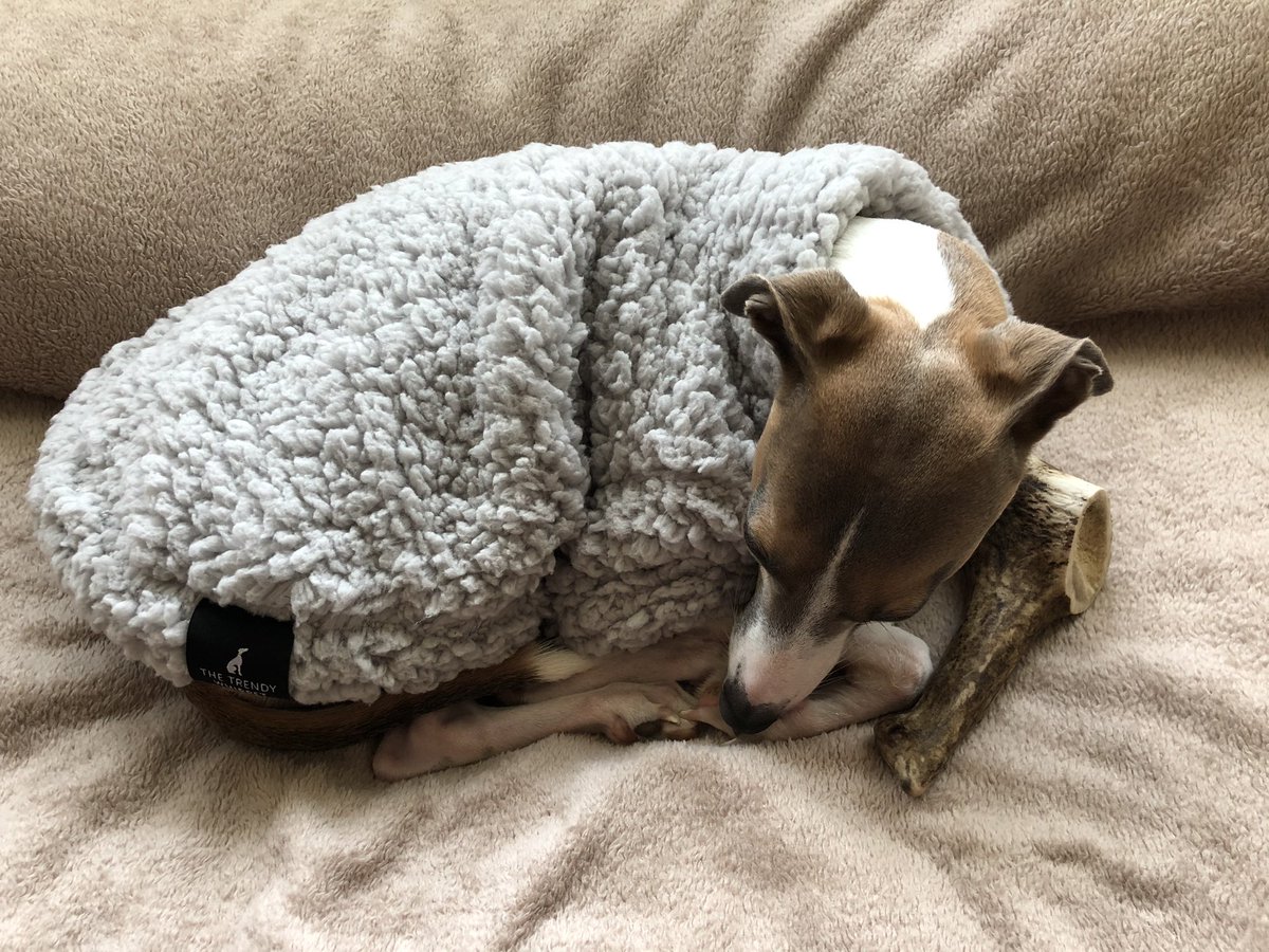 Chico is finding it a bit chilly. Chico wants summer to come back! ☀️🌨❄️

<a href="/TrendyWhippet/">The Trendy Whippet</a> #italiangreyhound #iggy #iggypuppy #iggies #iggiesoftheworld #dogsoftwitter #dogmodel #thetrendywhippet #winterwoolies