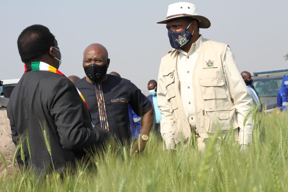 PaidamoyoMutsv1's tweet photo. Land is Zimbabwe's prosperity, the Govt did the right thing by repossessing the land.. #LandReformProgramme is irreversible https://t.co/MTbnoV1Mfn
