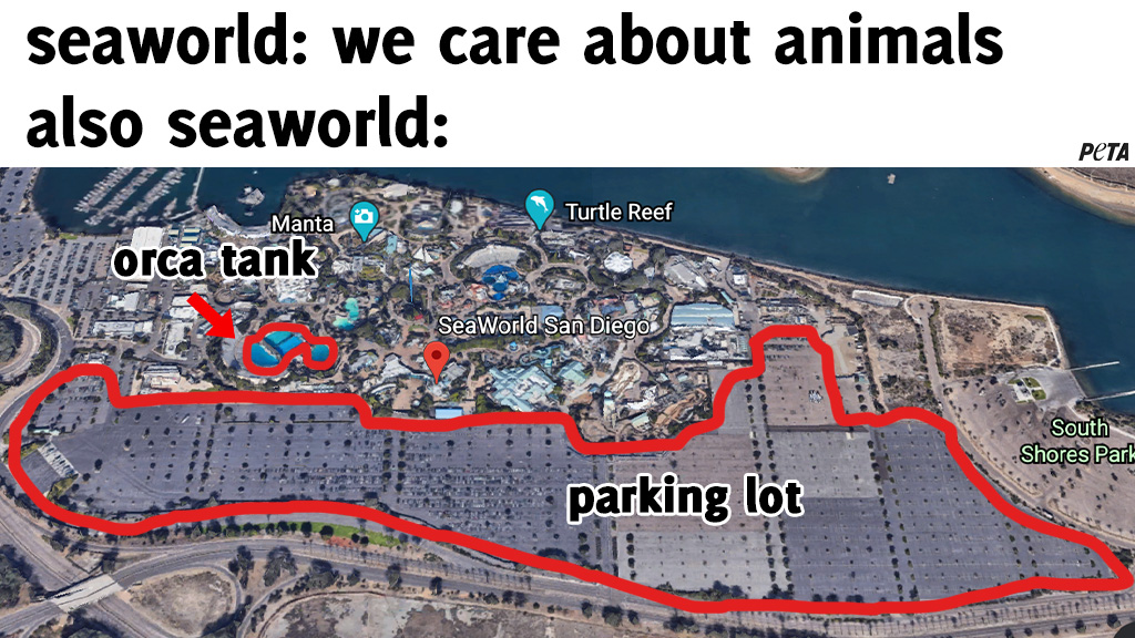 peta's tweet photo. We’re just gonna leave this here 👀 #BoycottSeaworld https://t.co/xn3QNrJmZK
