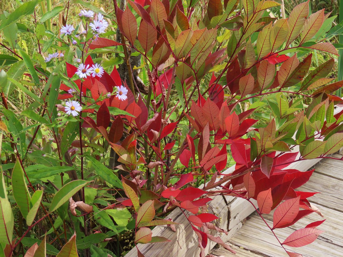 OakGov's tweet photo. #DYK that #PoisonSumac plants are abundant in #OaklandCounty nature and often hide in plain sight? ⚠️ Nature Education Writer @OaklandNature shares how to spot this species and how to keep you safe if you come into contact in this week’s #WilderSide blog. https://t.co/eQdfh3i8OP https://t.co/jVzGEGkxiE