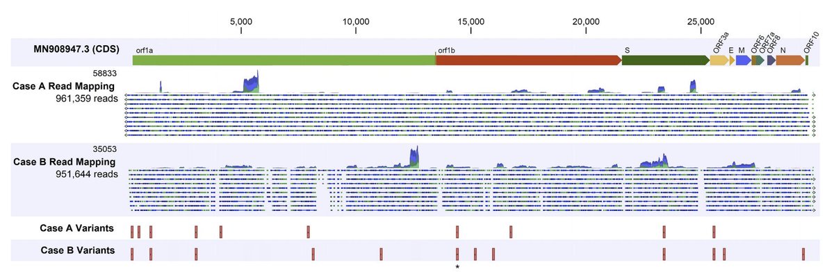 5) While A and B cases part of same general clade, case A had 5 further single nucleotide variants (SNVs) compared to reference . Sequence of case B show 6 extra SNVs and a mutation at position 14407,”  RNA of viruses different.