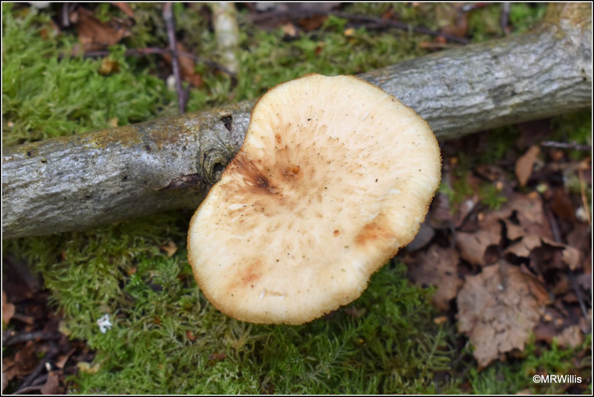 Marksvegplot's tweet image. Polyporus tuberaster - Tuberous Polypore.