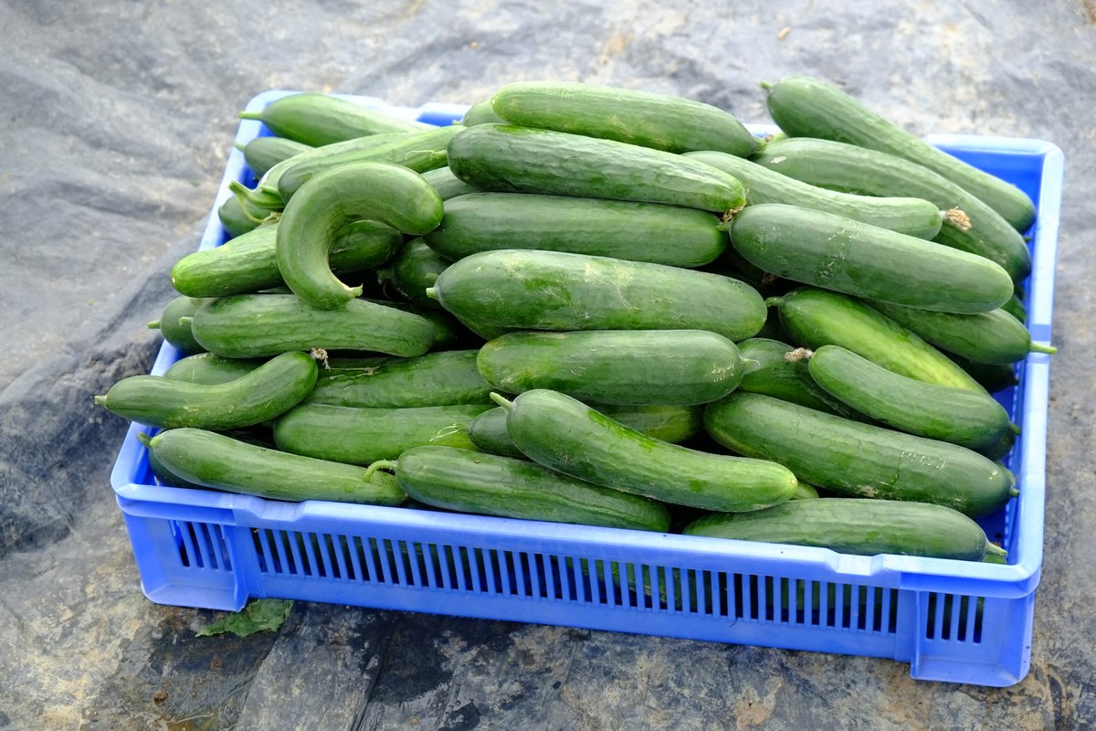 Joy Michaud tweet media