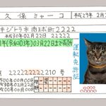 もし猫が免許を必要になった時は？トイレ中の顔写真がオススメ!