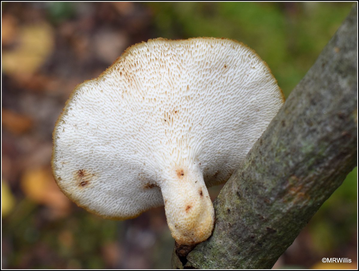 Marksvegplot's tweet image. Polyporus tuberaster - Tuberous Polypore.