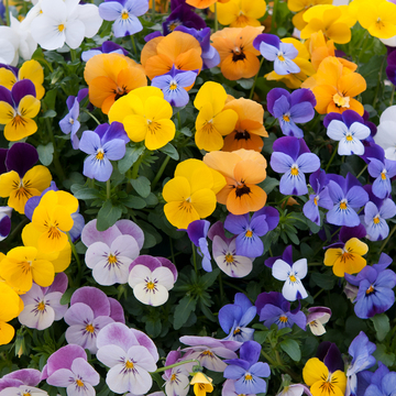 WonderPlants tweet picture