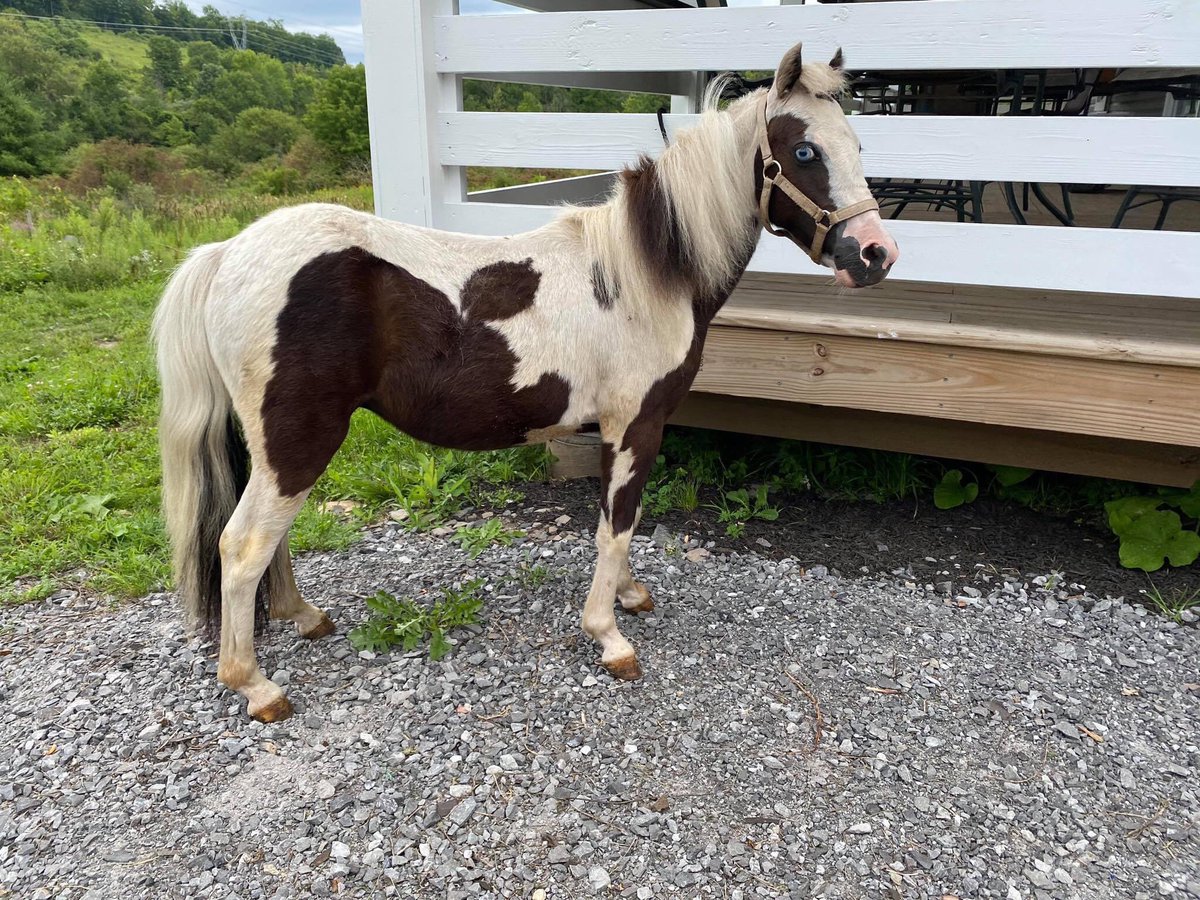 For reference This is a healthy yearling who has never been put to any physical work that would damage his joints or body and is on the proper diet. There is ONE WEEK difference in the ages of these colts.