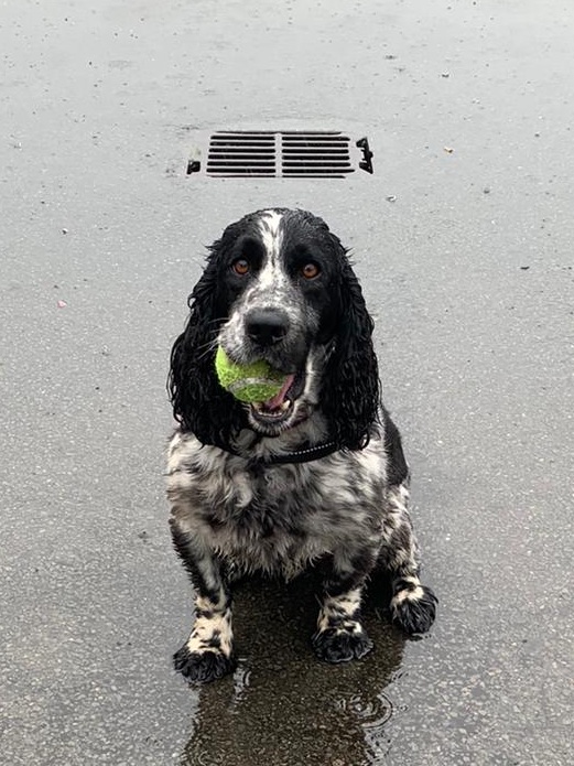 Our Fire Investigation Team attended an incident working with Dexter <a href="/MidsDog/">East Mids Fire Dog</a>, CSI and Nottinghamshire Police this morning. Dexter certainly needed his wellies today!
#oneteam #fireinvestigation #nottspolice #multiagencyworking