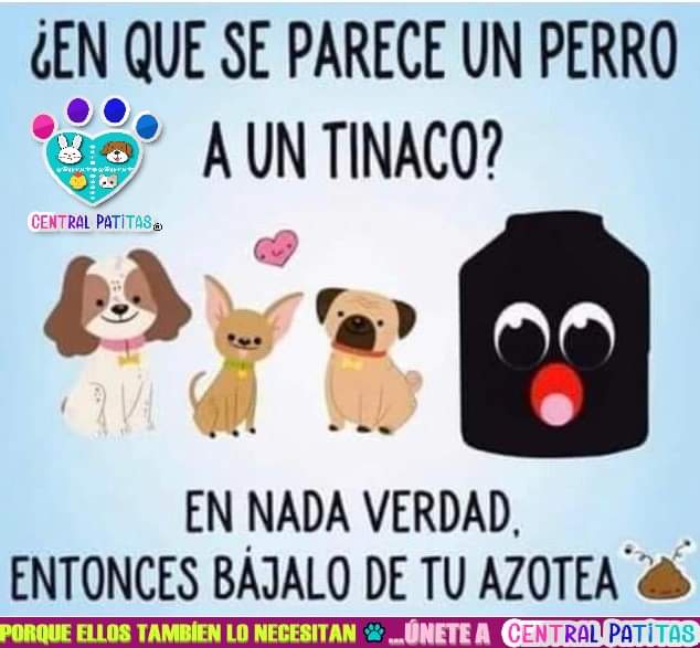 😑En nada verdad!! Bájalos de la azotea...
#CentralPatitas #Ayudanosaayudar