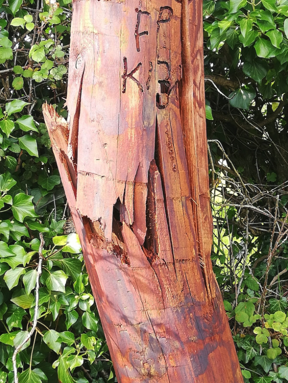 m_stephenson's tweet photo. @eir Broken Telephone call near Moyvore (Westmeath) exchange - looks like it could fall at any time. Exact location is here: https://t.co/tN5Vv98wL3
ESB have verified it's an Eir pole, not an ESB pole.
Can't get through to cust services to report. https://t.co/GN3nKjDUMU