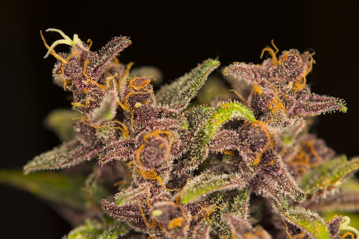HIGH_TIMES_Mag's tweet photo. Devil Cream Auto (SWS45), the devil with a sweet taste from @sweetseeds. 😈 Details: https://t.co/rgHjnvcA8K #SweetSeedsOfficial #SweetSeeds #DevilCreamAuto #ad https://t.co/MRDYJYq9Vg