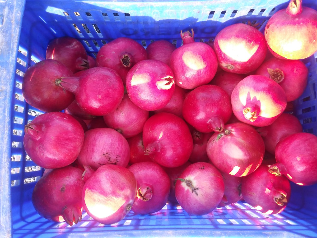 #Pomegranate season is ON!Var. Smith #Moncofa