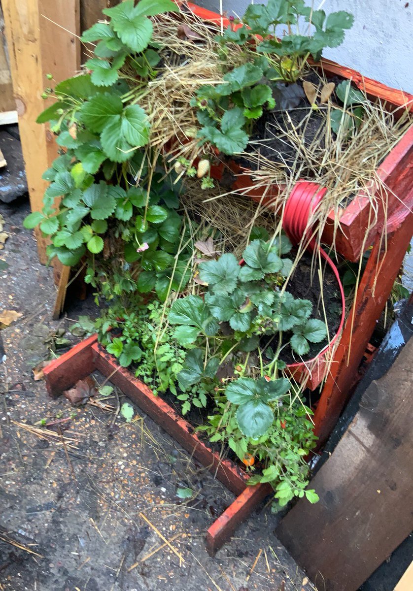 collectibulldog's tweet photo. Whilst using @BoschUK #tools I invite them to #follow me on #Facebook where my #communityventure started. https://t.co/vFImn5pw3K be great to see #bosch following apparently my enterprise has shown Talent and determination their words 🙏 I’m honoured https://t.co/LYjUoWzeId