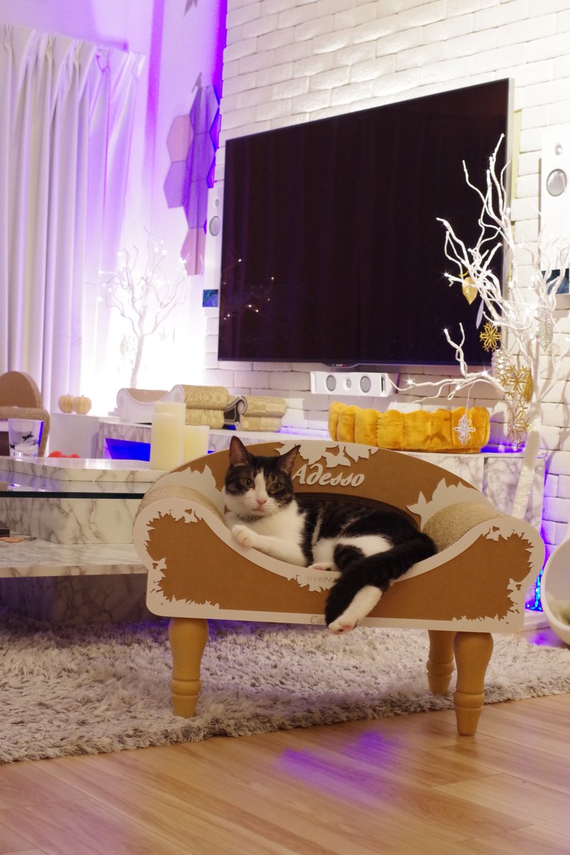 響介 超絶緊急速報 猫マスター僕 テレビ見てる時でも 1秒でも長く猫を見たいがために造作壁を作る 変顔猫リュックと愉快な仲間たち T Co Khuobsvqio