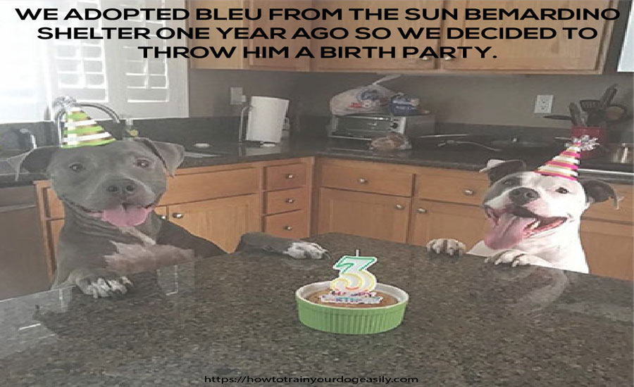FNotpit's tweet image. we adopted bleu from the sun bemardino shelter one year ago so we decided to throw him a birth party.
howtotrainyourdogeasily.com
#dogbarking #pottytrainingpuppy #dogobediencetraining #howtotrainapuppy
#howtopottytrainadog #howtotrainadog #dogtricks #howtogetadogtostopbiting