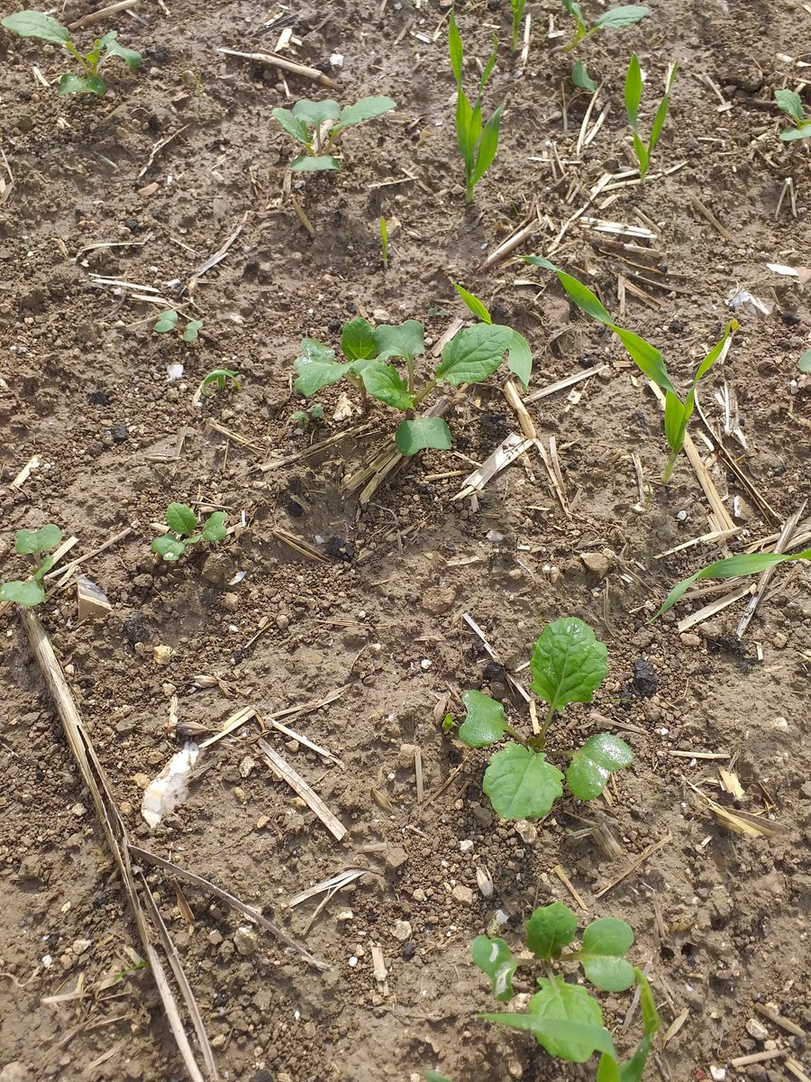 The first of the OSR is up and growing 🤞