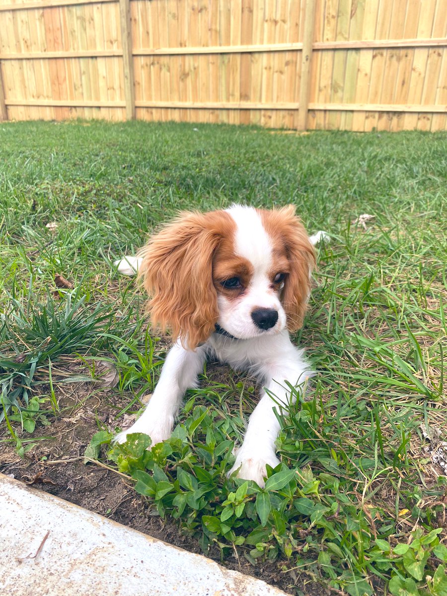 Bribri_hare5's tweet photo. That just my baby dog https://t.co/R08iQzof7T