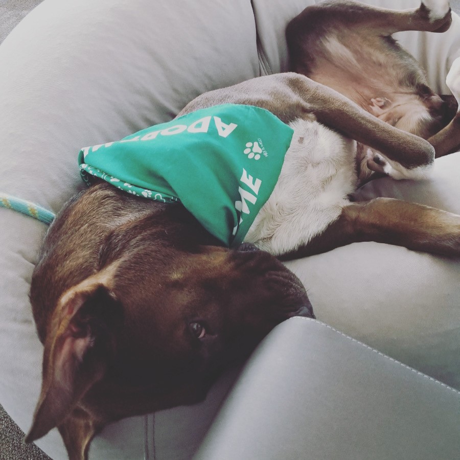 ElementWDM's tweet photo. What's the opposite of a catnap? Wishing everyone a relaxing weekend!
.
.
.
.
.
.
#StayInYourElement #marriott #marriottbonvoy #iowa #desmoines #itstheweekend #dognap #catnap https://t.co/DfjtX7T6Xs