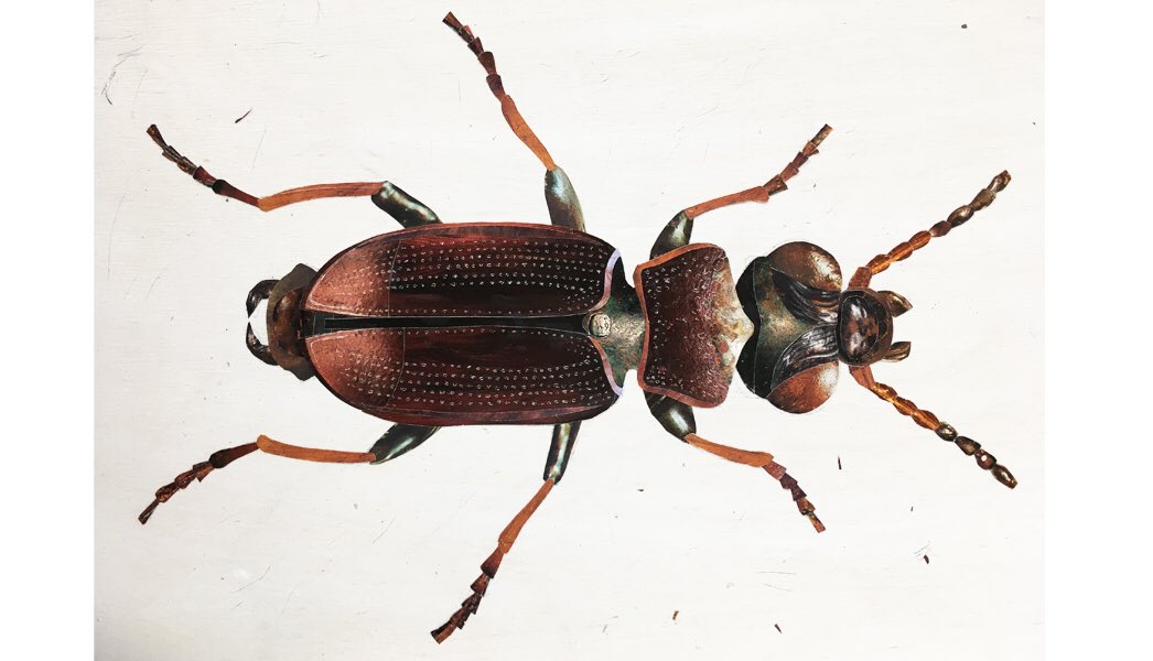 hill_marian's tweet photo. Today I have been collaging a #Notiophilus biguttatus which lives in the woodland at @BathCityFarm but looks as if it comes from outer-space! @Bathscape #sciart #artcomm #scientificillustration #entomology #minibeasthunt #naturetrail #autumnwatch https://t.co/vdXc5H9ZmX