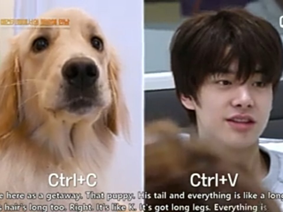 Sunghoon was the one who said that Jake looked like that Dog.