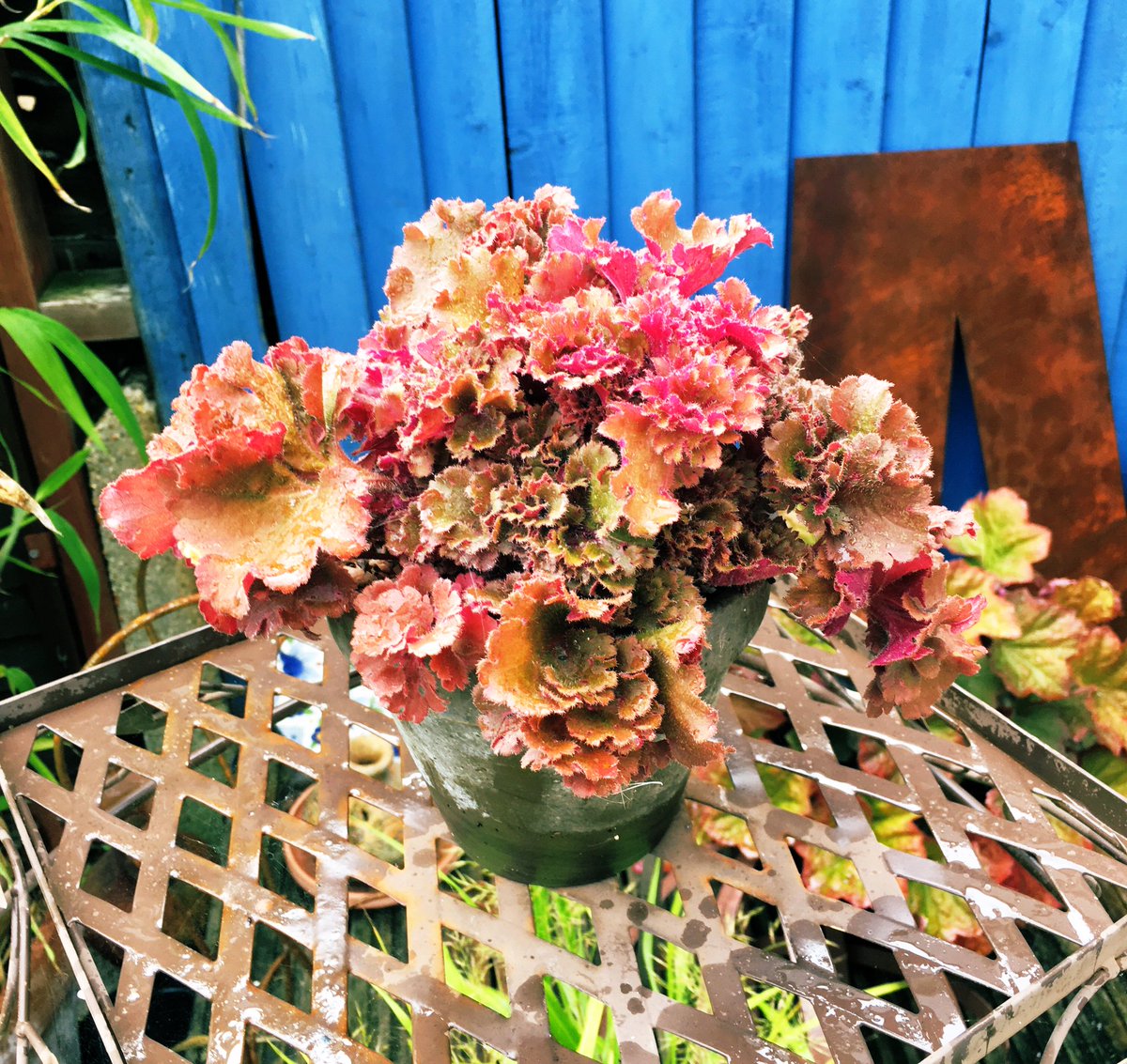 Maisie Rodway tweet media