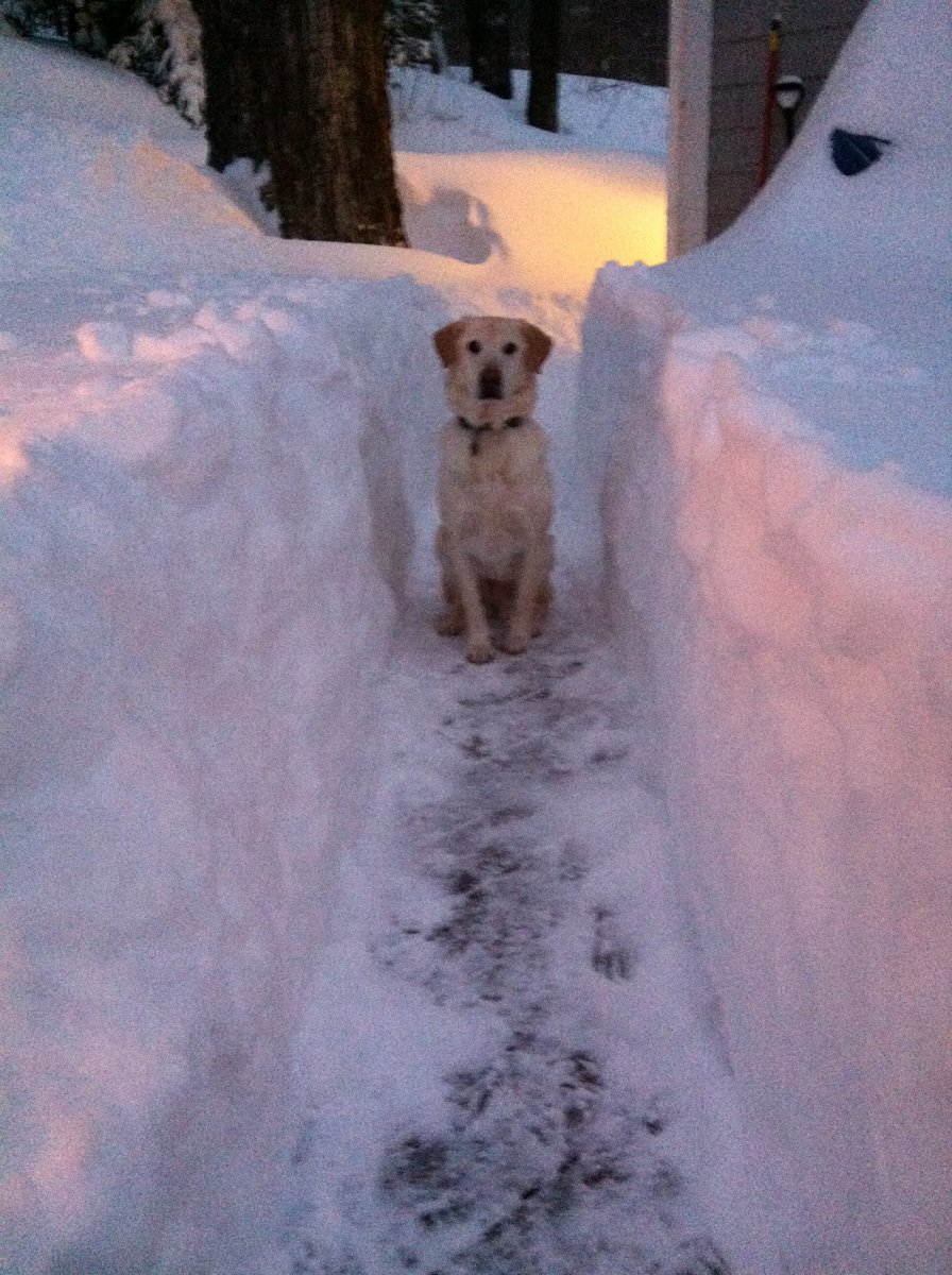 ONSLeFebvreKris's tweet photo. @dog_feelings @dog_rates Late to the thread, but this is Fenway! https://t.co/DNOv3mtux1