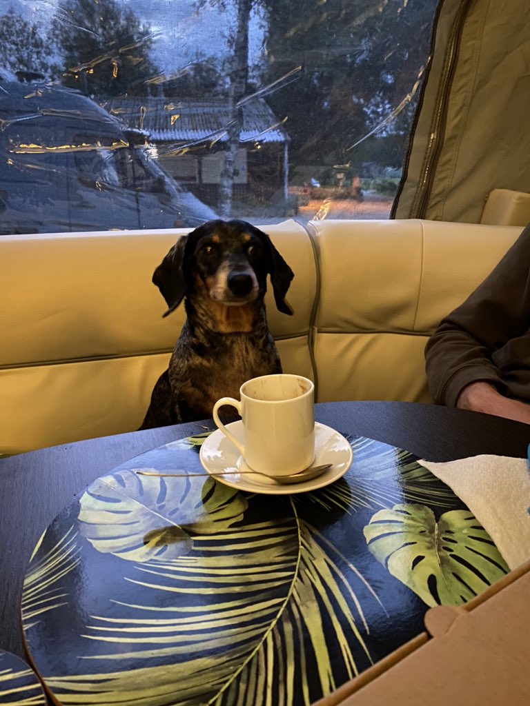 JBsausagedog's tweet photo. Enjoying a nice coffee in my @OPUSCamper my first day of freedom after 3 weeks of crate rest #ivdddog #ivddsurvivor #dachshund #dachshundinrecovery https://t.co/AQFzUmXC0T