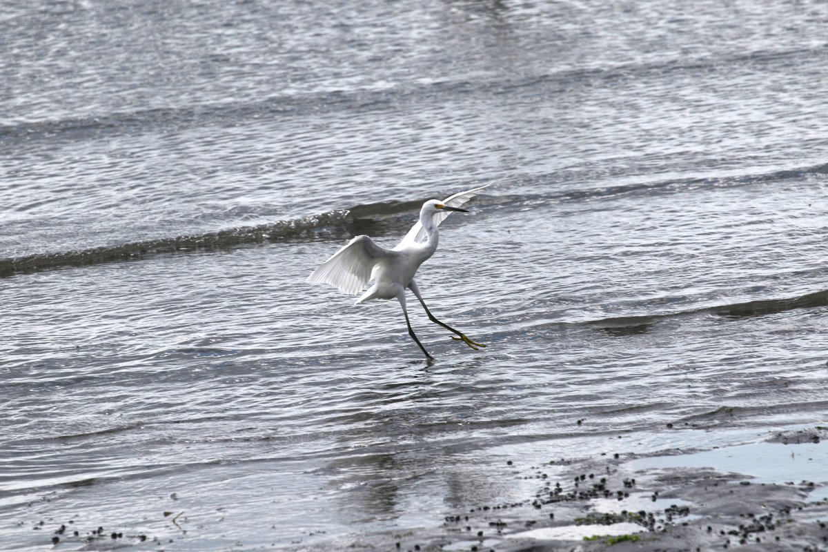 BlossomBlogger's tweet photo. Got this Snowy Egret with his galoshes just as he landed at Long Wharf this am! Happy #FlyWithMeFriday!
@CTAudubon @AudubonShop @StephanieSimoni @KRDemCT @river_quest @mamajello https://t.co/qGjUM0Al9I
