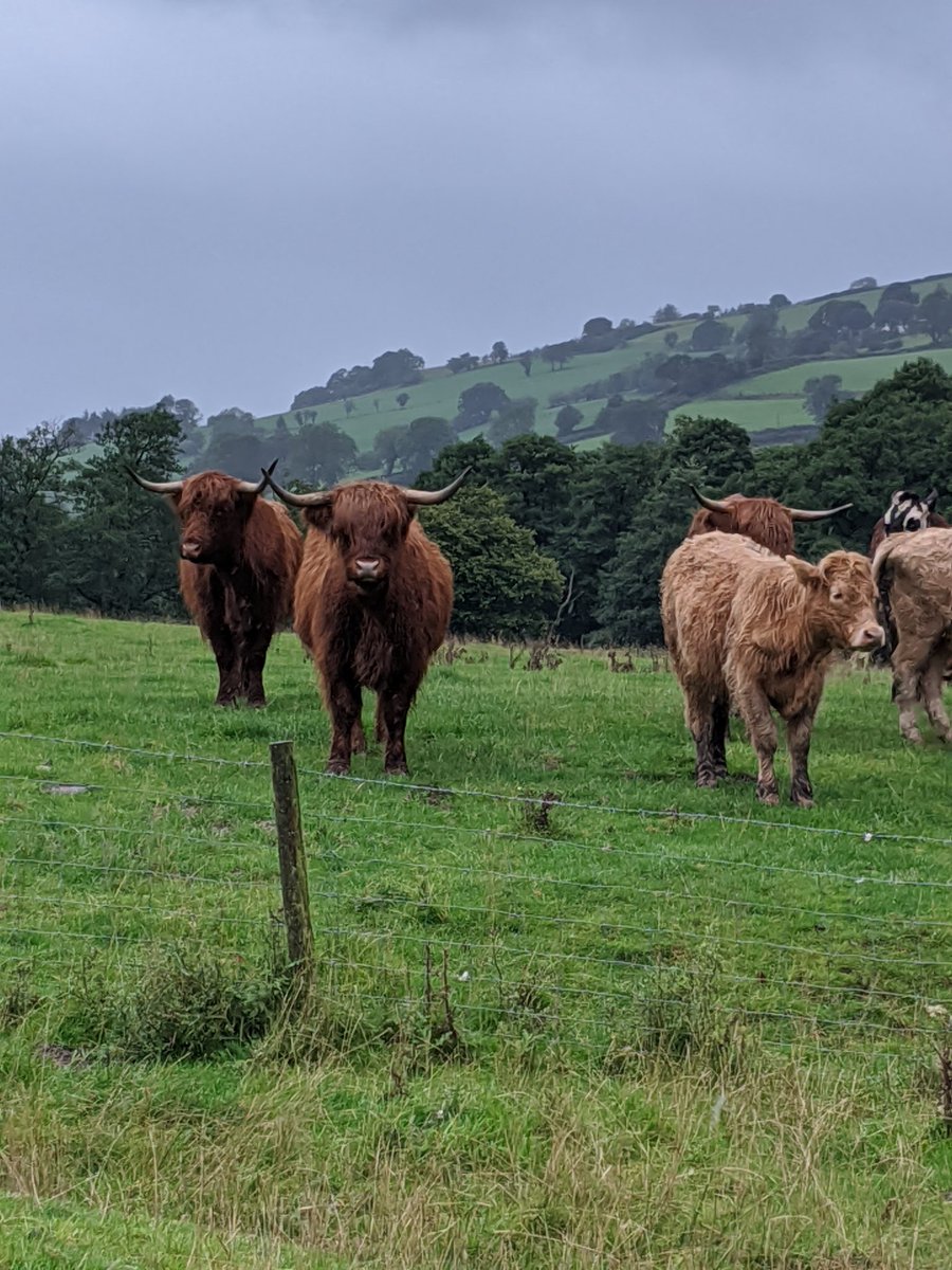 92 x 23 cm Multi Evans Lichfield HUNTHCO/DRA/MUL Hunter Highland Cow Bourrelet 