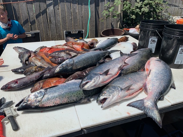 HookupLures's tweet photo. Ling Cod, Salmon,  Halibut, Coppers, Greenlings, Vermilion, Black and Blue Cod - all caught on the #JawbreakerShrimp!
Shelter Cove General Store https://t.co/lU8g5vvP9p