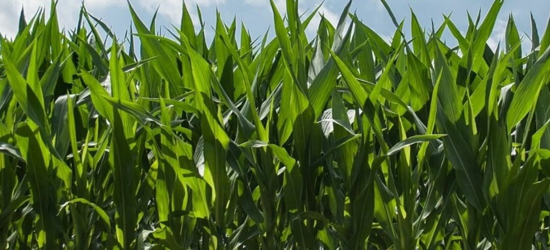 Foto cedida por Ministerio de Agricultura