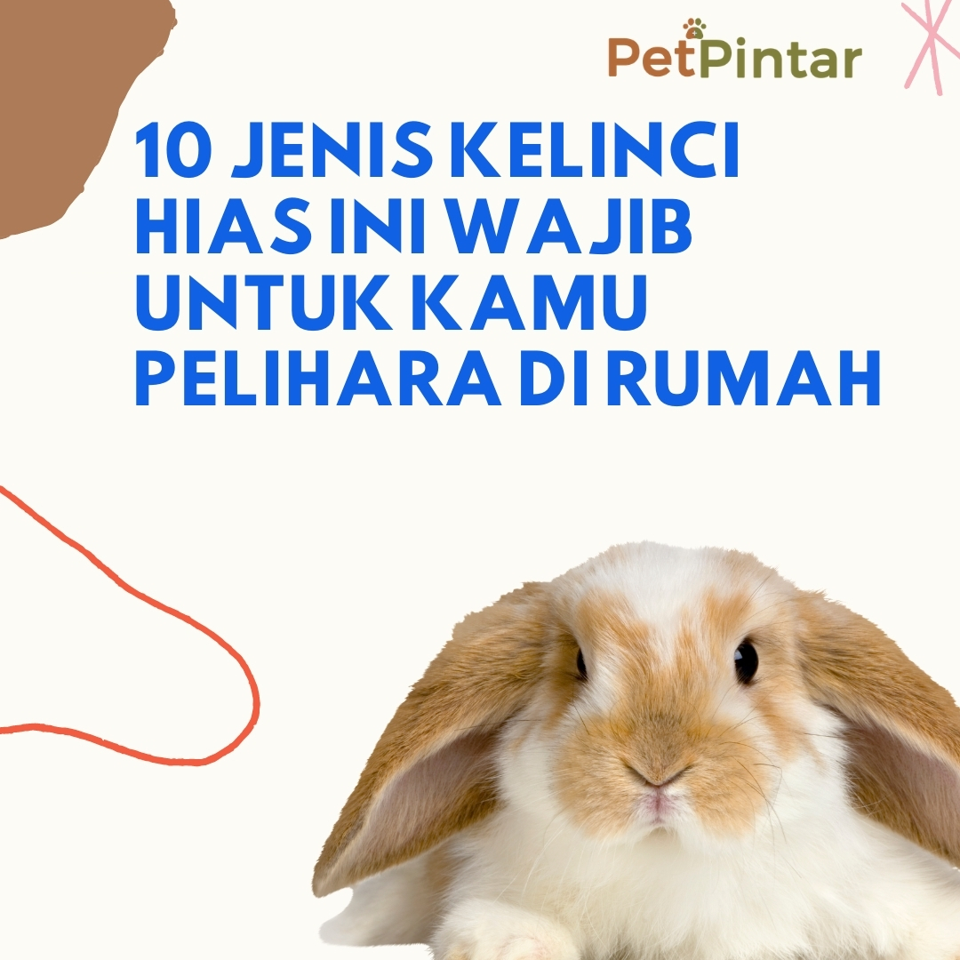 Kelinciku Hashtag On Twitter Kelinciku kelinciku kau manis sekali melompat kian kemari sepanjang hari aku ingin menemani sepulang sekolah bersamamu. twitter
