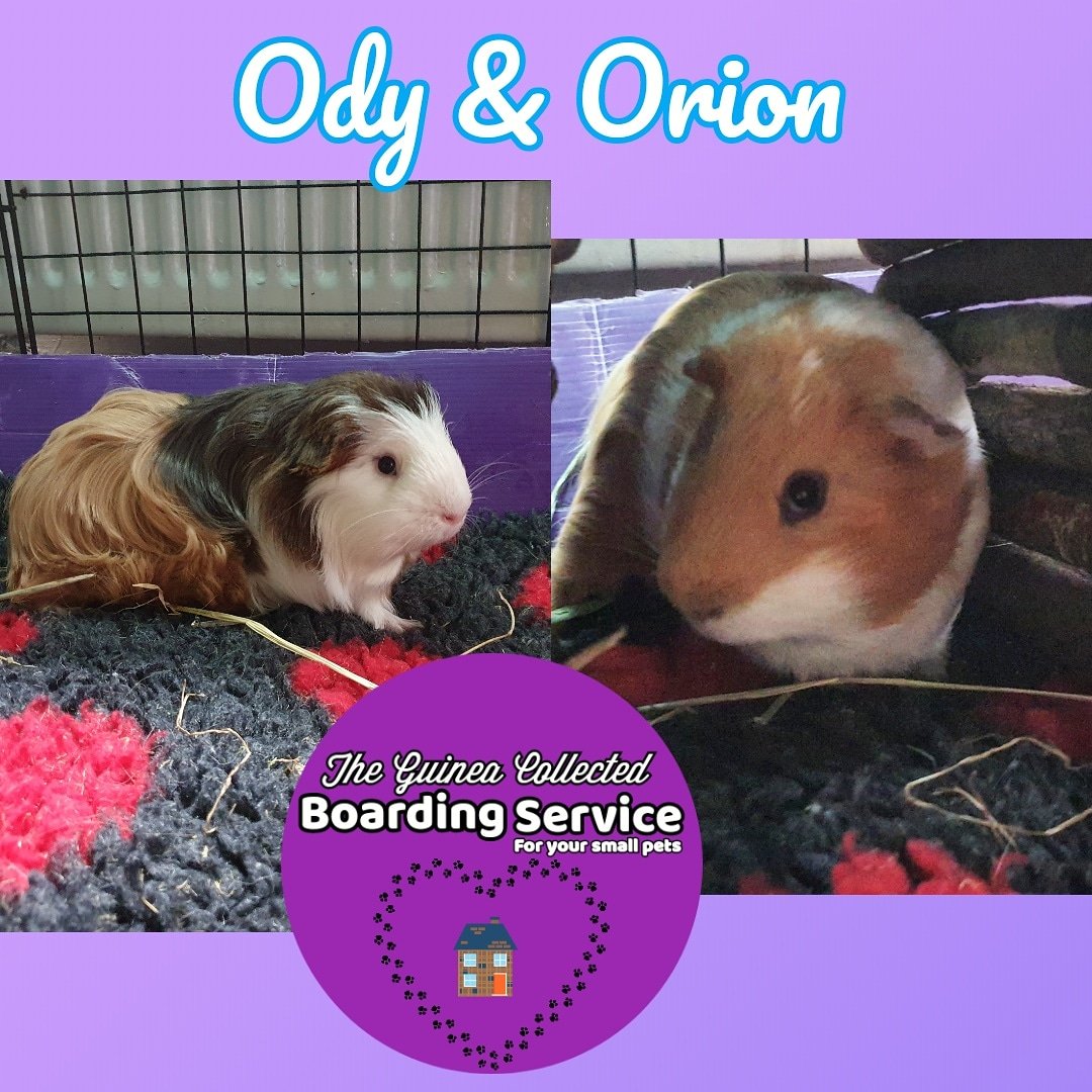 GuineaCollected's tweet photo. Please welcome
#TheGuineacollected #petboarding #Manchester #GuineaPigs https://t.co/nwc454p5CY